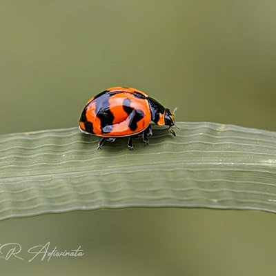 COCCINELLA TRANSVERSALIS