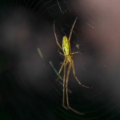 Glowing Spider