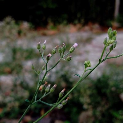 Cyanthilium