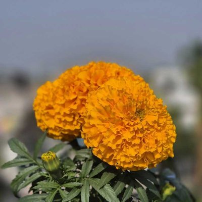 flower 🌼