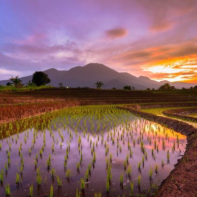 sunrise at rice fields