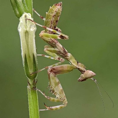 Mantis