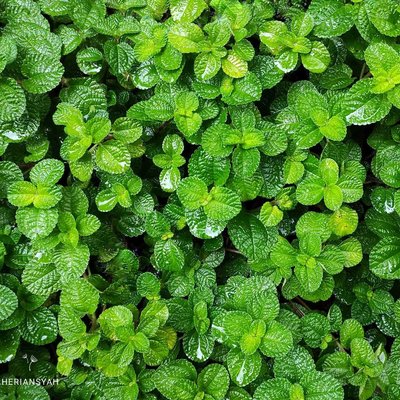 Hijau Daun