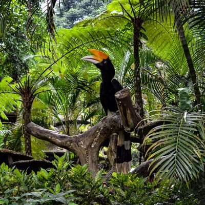 Hornbills