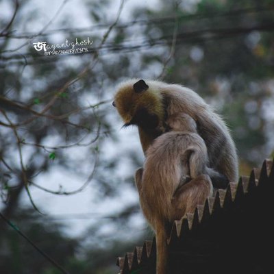 Mother's love 