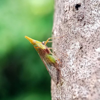 Dictyophara