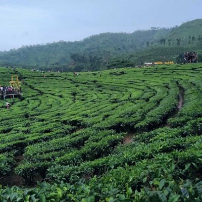 PESONA KEBUN TEH GUNUNG GAMBIR