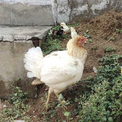 Deshi Murgi