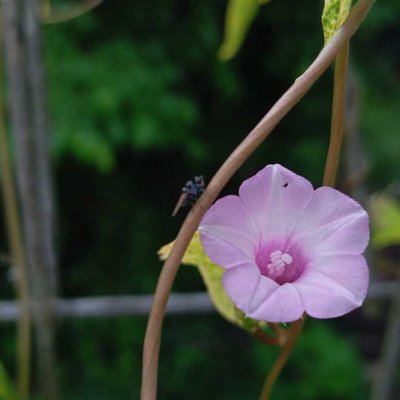 Ipomoea triloba