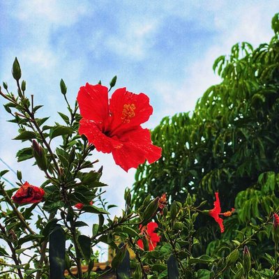 Red hibiscus 🌺