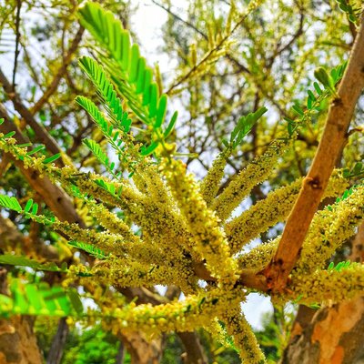 nature click