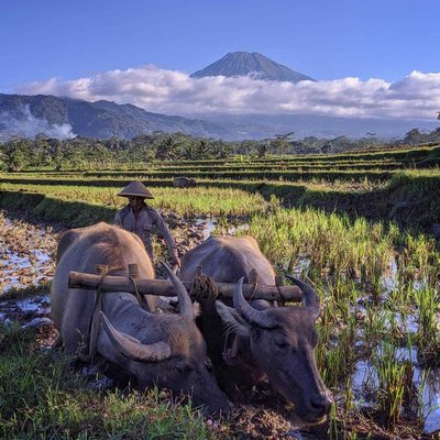 Membajak Sawah