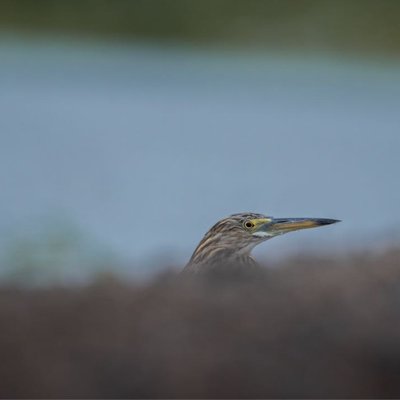 heron 