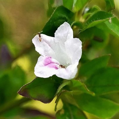 Ruellia repens