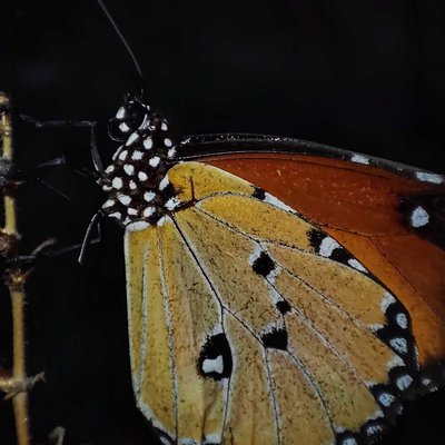 Danaus