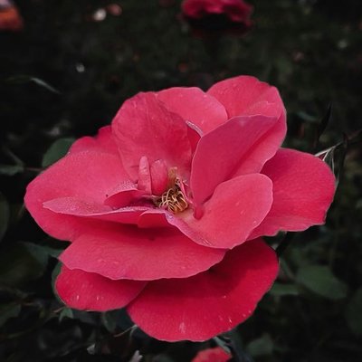 Beautiful rose🩷