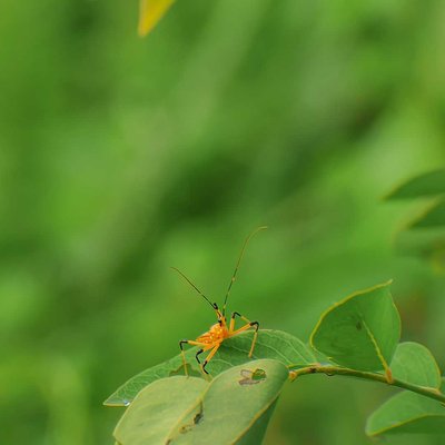Macro Insect.