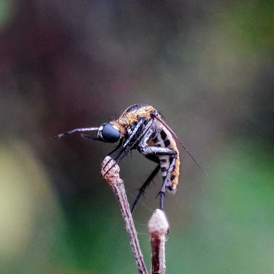 Toxophora