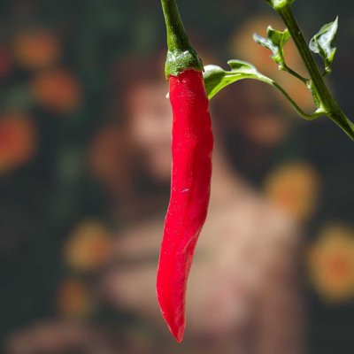 Chilli 🌶️