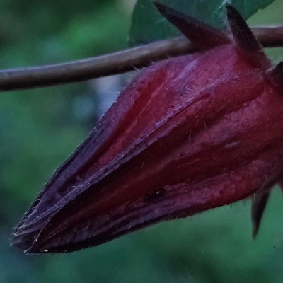 Bunga Rosela