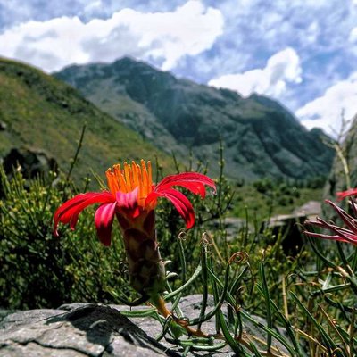 Flor del volcan,san José;
