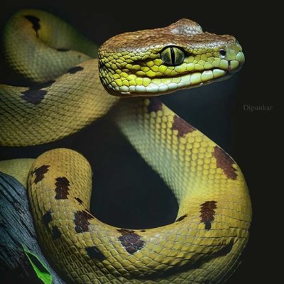 Pit Viper 😶‍🌫️
