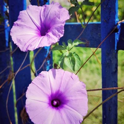 Morning glory 