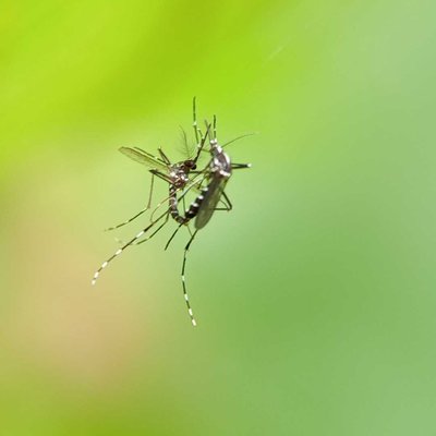 Aedes Albopictus