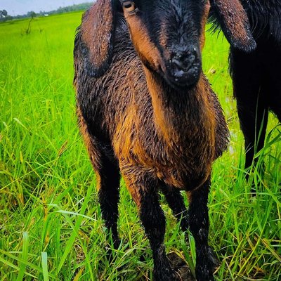 Goat 🐐