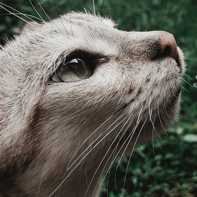 Pet