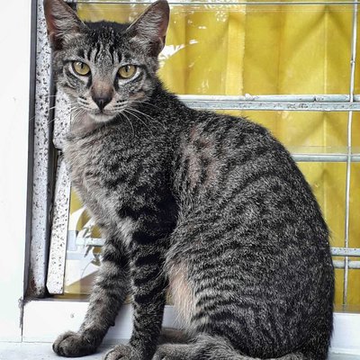 kucing abu abu