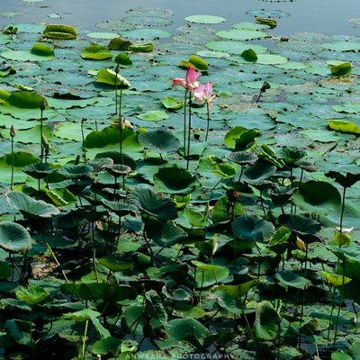 LOTUS❤