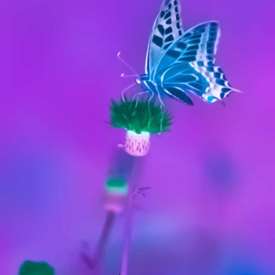 papilio machaon