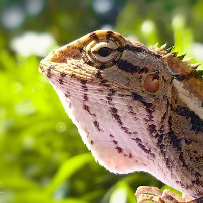the chameleon 