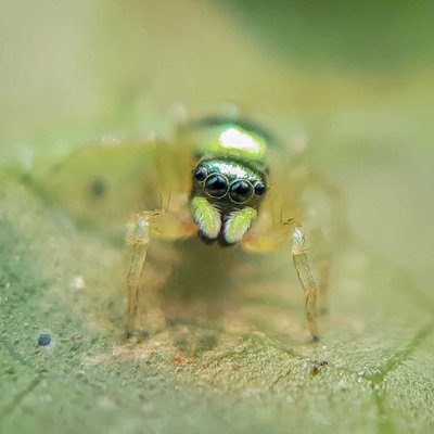 Phintella Vittata Species 