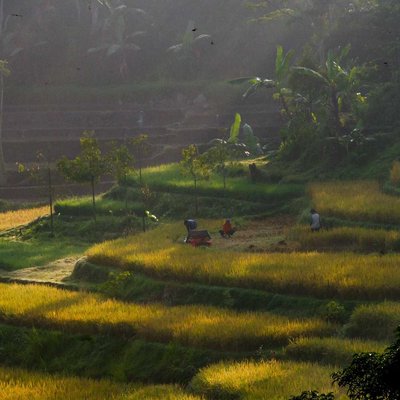 persawahan