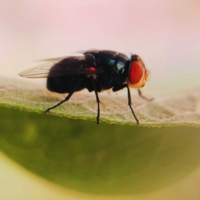 Bee 🐝
