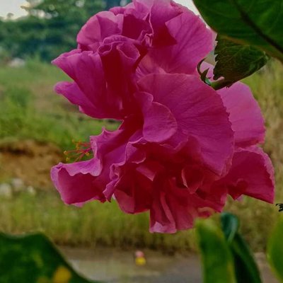 kembang sepatu🌸