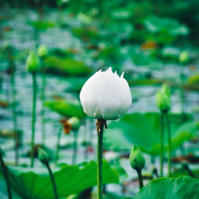 Lotus flower