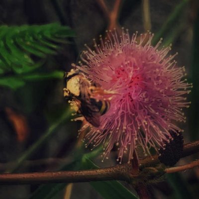 Mimosa pudica