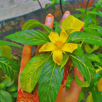 Yellow love💛