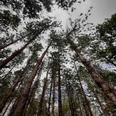 Woods