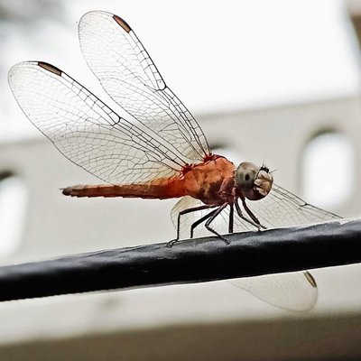 macro 