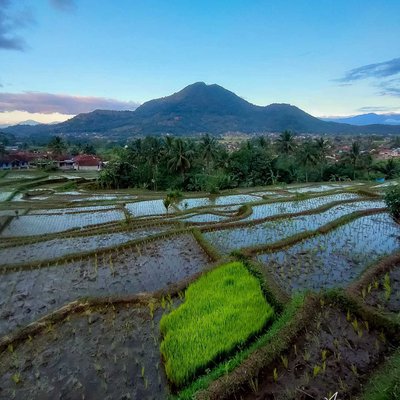 Haruman , Garut 