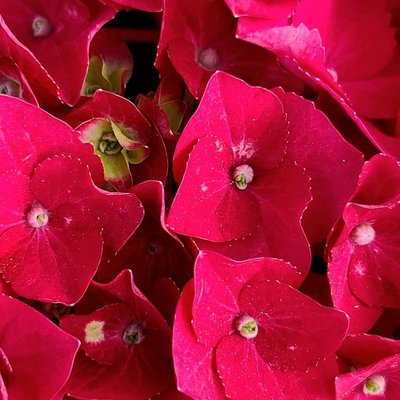 bunga merah 