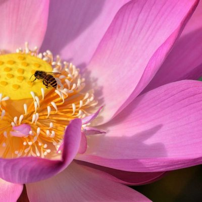 bee