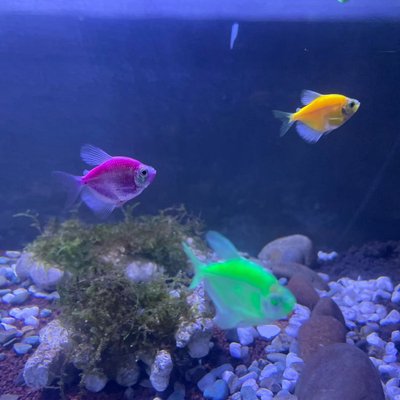 fish