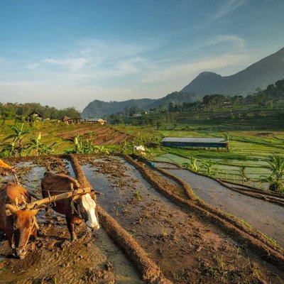Membajak sawah
