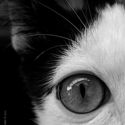 FAKTA UNIK MATA KUCING