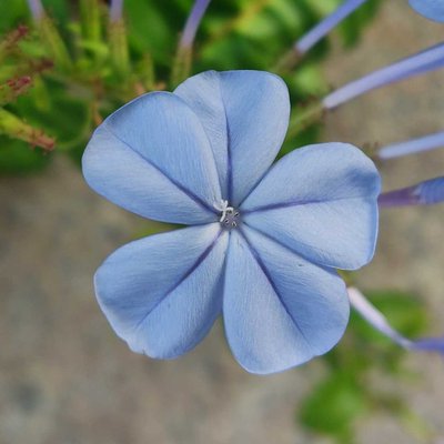 Plumbago auriculata 